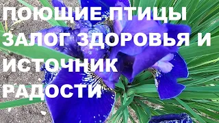 ПОЮЩИЕ ПТИЦЫ-ЗАЛОГ СЧАСТЬЯ,А БОЖЕСТВЕННАЯ ПРИРОДА ИСТОЧНИК РАДОСТИ И ГАРМОНИИ ДУШИ И ТЕЛА.