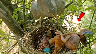 Cuckoo baby trying to drop baby in front of wild babbler bird @AnimalsandBirds107