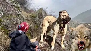 MILÁ DIEVČINA PRIŠLA O ŽIVOT V BOJI S VLKMI / VLCI ZABILI NÁŠHO PSA