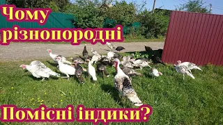 ЧОМУ Я ТРИМАЮ РІЗНОПОРОДНИХ ІНДИКІВ?