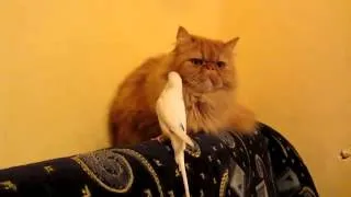 Попугай достает кота  Parrot gets the cat