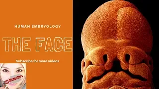Special Embryology - Development of the face