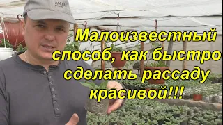 Мы делаем так с рассадой всегда! Открываем секреты красивой и здоровой рассады!(проверено!!!)