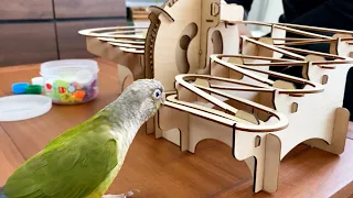 My parrot was so impressed by a Pythagorean switch-like toy that she screamed!