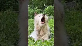 Wolf howling sound in Jungle #shortsyoutube