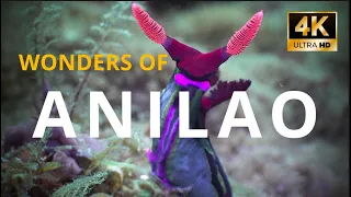 Wonders of Anilao | A Colorful Marine Adventure | Scuba Diving in the Philippines in 4K | May 2023