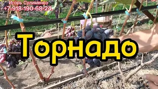 Торнадо - это круто!