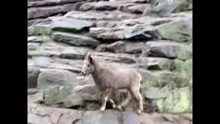 Argali in Berlin Zoo | Архары в берлинском зоопарке