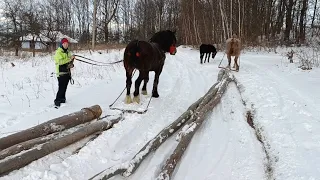 🔝 НАВЧАННЯ ХАРІ🚜🥇 ТЯГНЕМО СОБІ ДРОВА⛓️📢ЖЕРЕБЕЦЬ НА ПАРОВКУ🇺🇦 КОНІ ВАГОВОЗИ КОНІ В УКРАЇНІ 🇺🇦