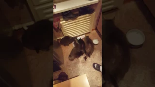 Cutest Hungry Cats