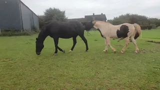 Natural horse mating preliminaries.