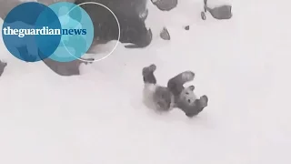 Panda bear rolls down snowy hill at Toronto zoo