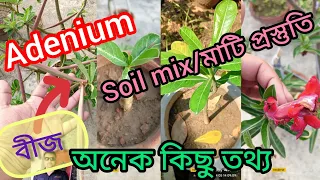 adenium soil mix(Desert Rose)//মরু গোলাপের বিভিন্ন তথ্য@anirbanbandyopadhyay5734