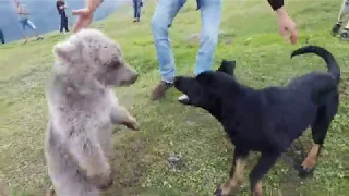 Little Bear Vs Dog