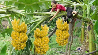 Harvesting Bananas With Disabled Brother Goes to the market sell