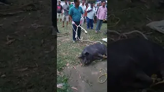 PIG SHOCKED WITH ELECTRIC STUNNER AT GOSSAIGAON VETENARY OFFICE