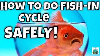 How to Do a Fish In Cycle the SAFE way! NEW AND IMPROVED!