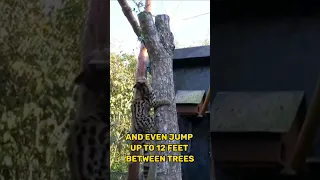This cat think he is a monkey 🐒| The Margay Cat |#shorts