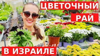 ПАЛЬМЫ И ФИКУСЫ! ЧТО РАСТЕТ НА ИЗРАИЛЬСКИХ БАЛКОНАХ?