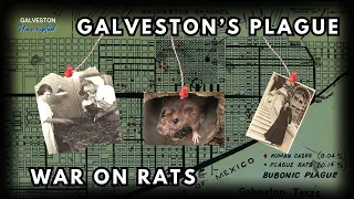 Galveston's Bout With The Plague & All Out War On Rats