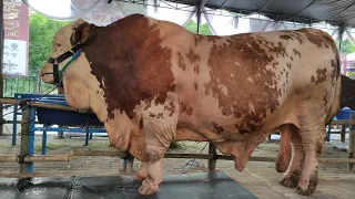 Sapi Rosi - Sang juara kontes mandi kelas mega bintang kontes dki jakarta 2024