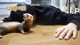 페럿 앞에서 죽은 척 해봤습니다. | Pretend to die in front of ferrets.