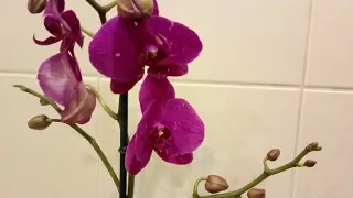 🔵 Неудачная покупка орхидеи через интернет!