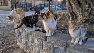 If you sit in this park, hundreds of cats can gather around you.