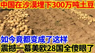 中国在沙漠埋下300万吨土豆！如今竟都变成了这样！震撼一幕美欧28国全傻眼了！