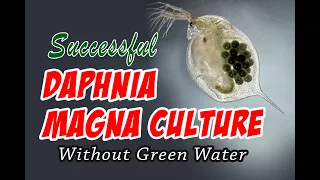 How to Cultue Daphnia Magna the Easy Way