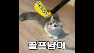 골프장난감에 격한 반응을 하는 #고양이 #미뉴에트 #cat #minuet #루미 #ミヌエット #猫好きさんと繋がりたい #골프 #골프장난감 #장난감골프채를사랑하는고양이