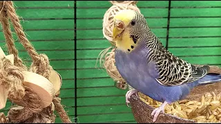 budgie sounds