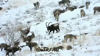 Himalayan Ibex Hunting in Hunza Gilgit Baltistan || Ibex spotted in CCA of Khyber Gojal Hunza