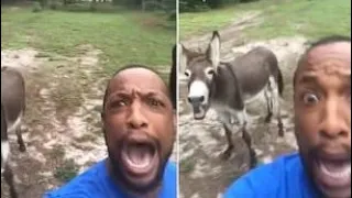 Donkey sings along to rendition of The Lion King's 'Circle of Life'