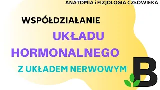 Współdziałanie układu hormonalnego i nerwowego układ hormonalny  Anatomia KOREPETYCJE z BIOLOGII 304