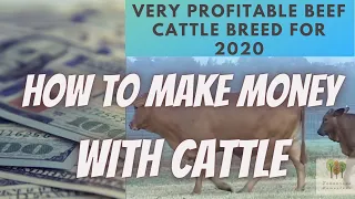 HOW TO MAKE MONEY WITH CATTLE | Very Profitable Beef Cattle Breed For 2020