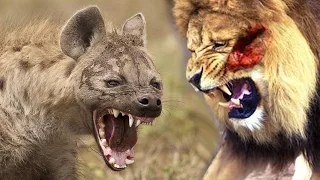 Lions vs Hyenas Eternal Enemies-Lions vs Hyenas Endless War || Who Are King (HD)