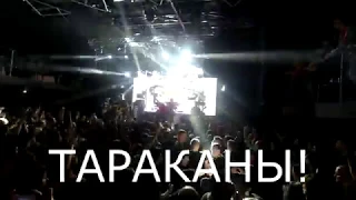 Собачье сердце. Песня группы Тараканы ( Live ) живой звук. Киев 15.02.2019 Клуб Атлас