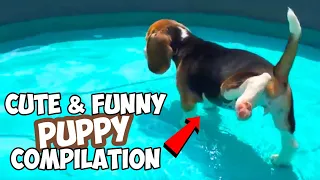 Cute & Funny BEAGLE PUPPY Compilation : Must See!