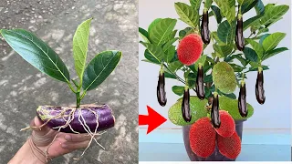 Method of propagation of jackfruit tree by stimulating eggplant fruit to produce many roots