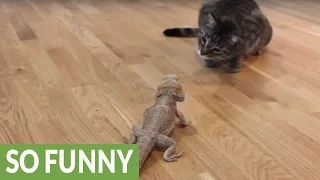Curious cat meets friendly bearded dragon