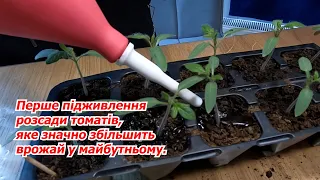 The first feeding of tomato seedlings - no one will tell you about this!