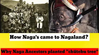 How Naga's came to Nagaland? History of Naga's Origin Explain by Maryandai