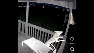 Coyote Vs Cat Fight Caught On Tape!