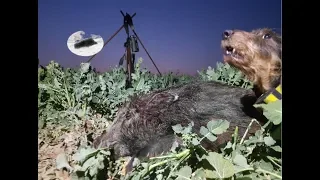 Wild boar hunting in April