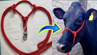 How to make the single rope halter for cow | Dairy and Agri vlogs