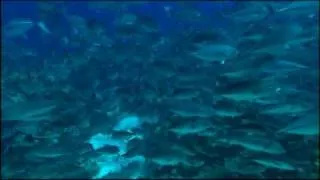 OceanWorld 3D - trailer || trailers-movie.org