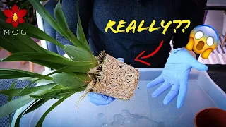 How I repot EXTREME pot bound Orchids! 😬 (Worst Orchids to repot!!)