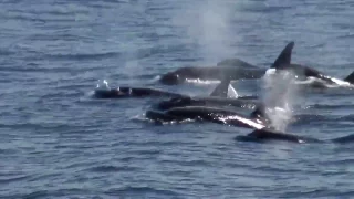Orca's spotted off the coast of Long Beach