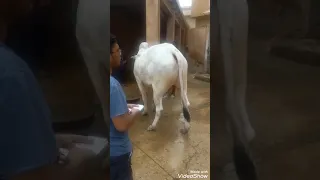 khatarnak bull ki qurbani//Heavy bull qurbani / bakra Eid 2021// EID UL ADHA IN KARACHI